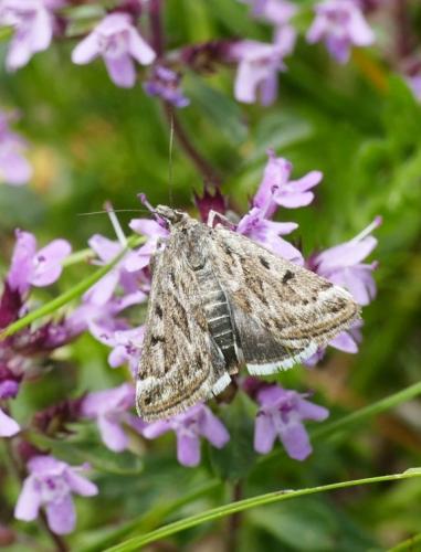Loxostege manualis